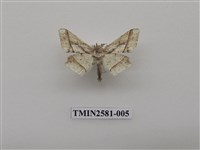 藏品(尺蛾90)的圖片